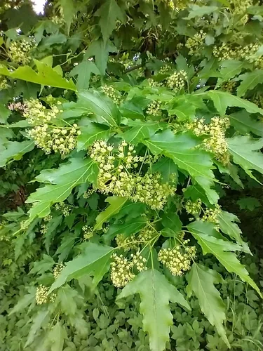 Amur maple (Acer ginnala), photograph