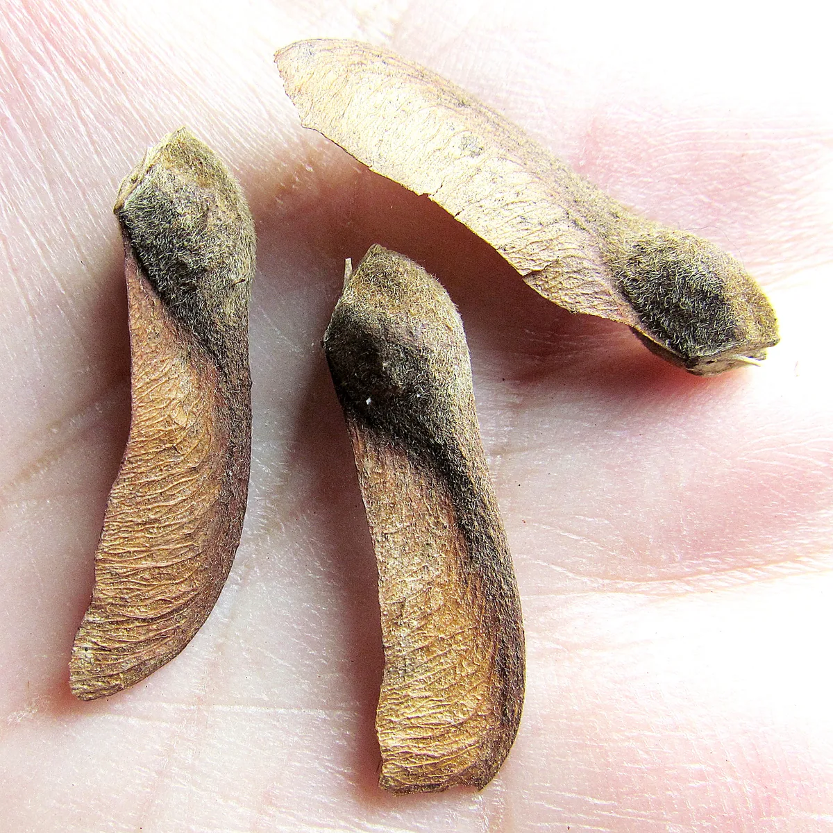 paperbark maple (Acer griseum), photograph