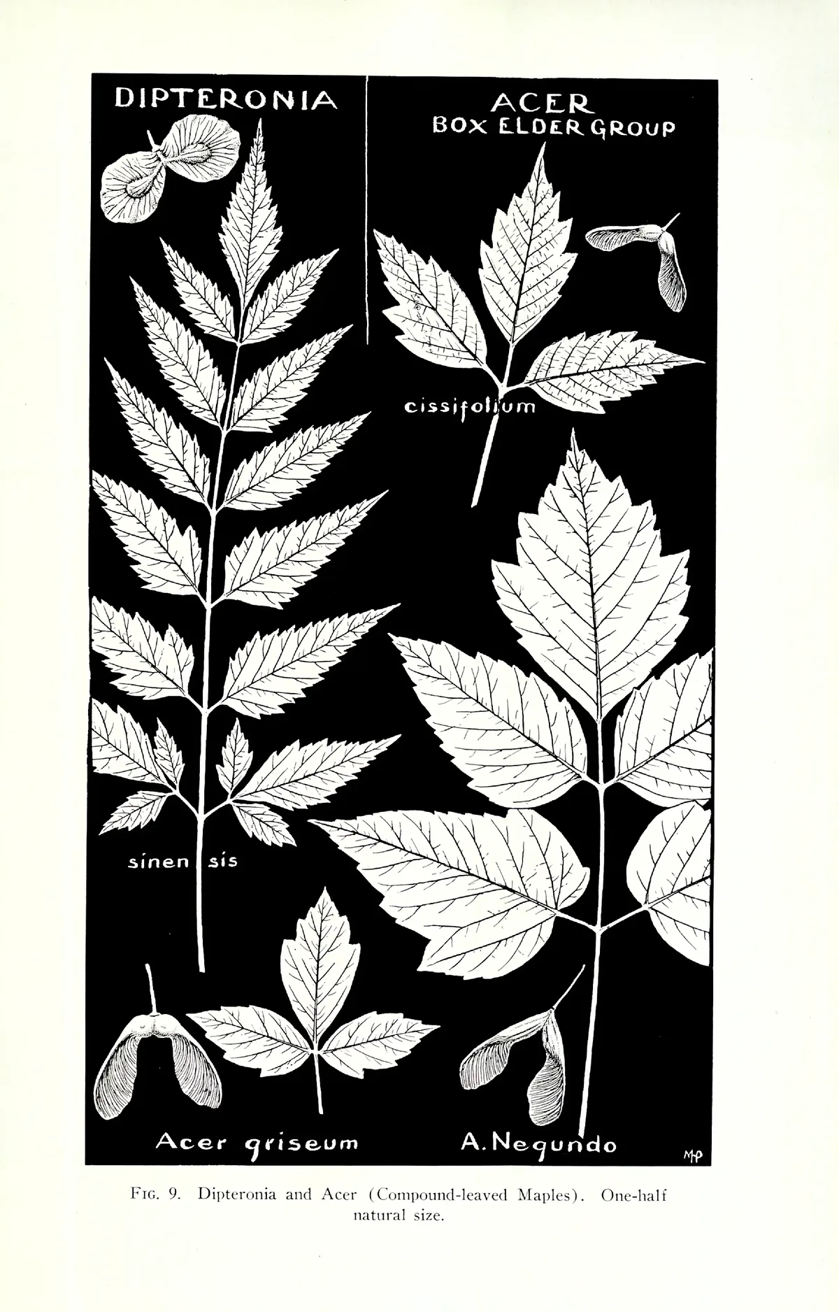 paperbark maple (Acer griseum), botanical illustration