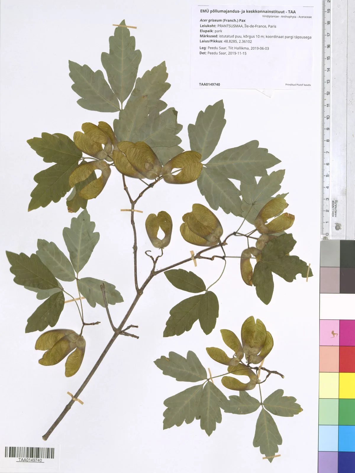 paperbark maple (Acer griseum), photograph