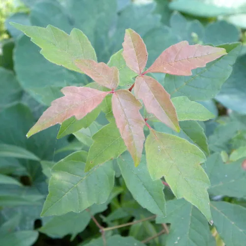 Photo: (c) M. Whitson, some rights reserved · CC BY · via iNaturalist paperbark maple (Acer griseum), photograph