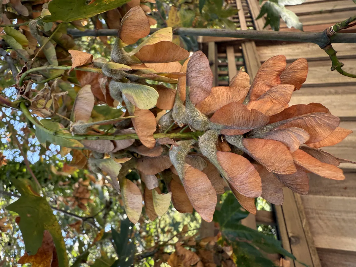 Big Leaf Maple (Acer macrophyllum), photograph