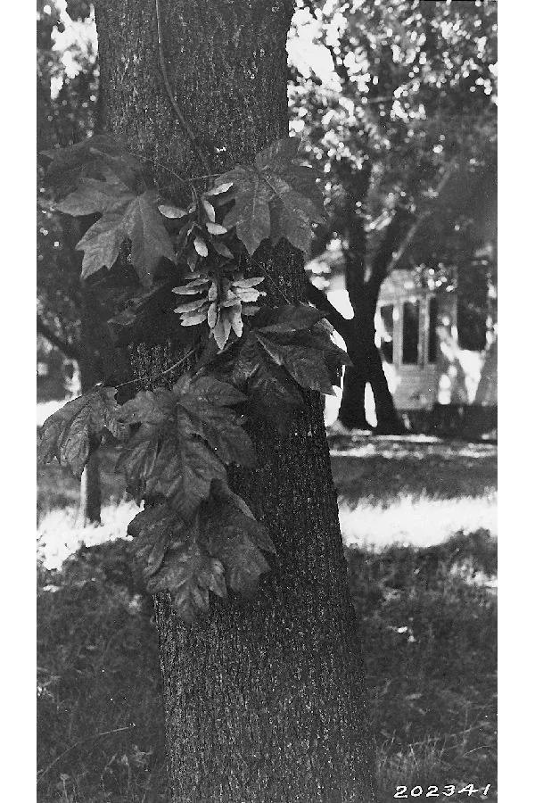 Big Leaf Maple (Acer macrophyllum), photograph