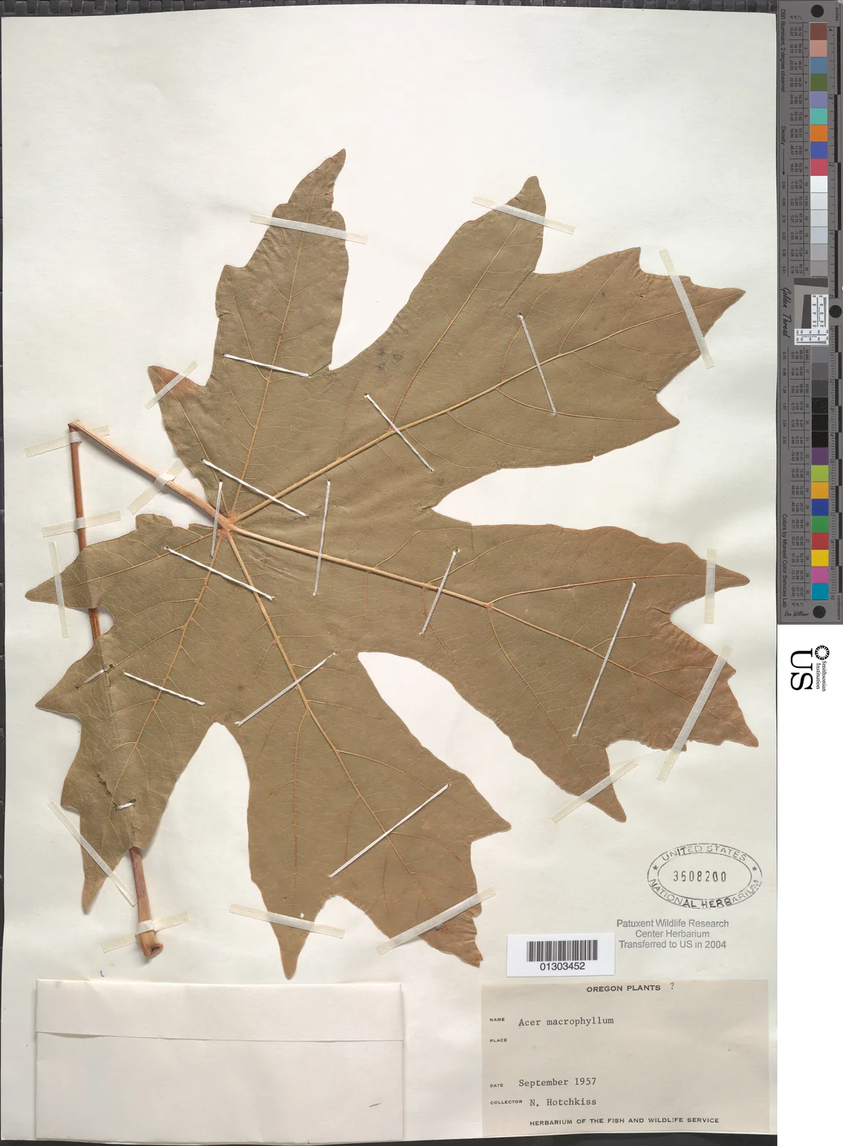 Big Leaf Maple (Acer macrophyllum), photograph