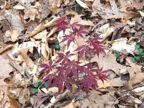 Japanese Maple (Acer palmatum), photograph