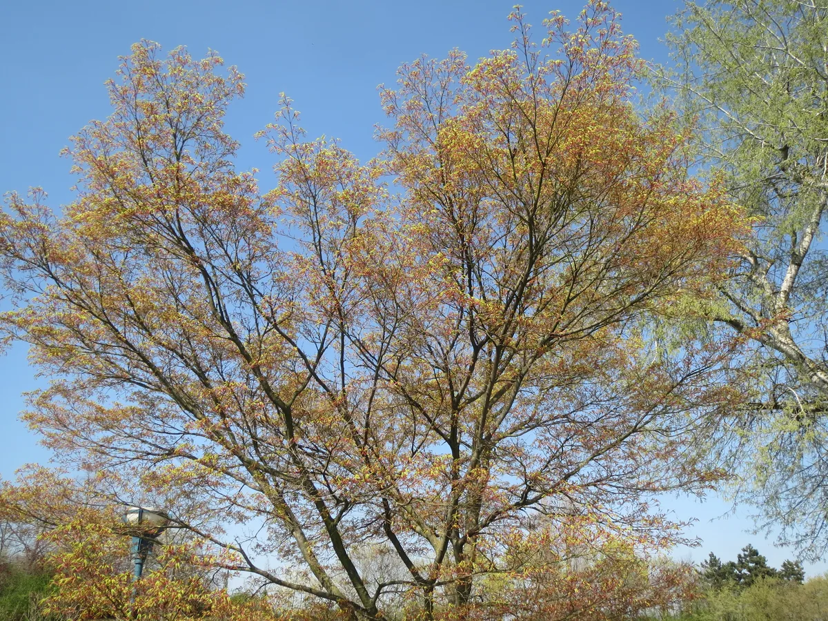 Japanese Maple (Acer palmatum), photograph