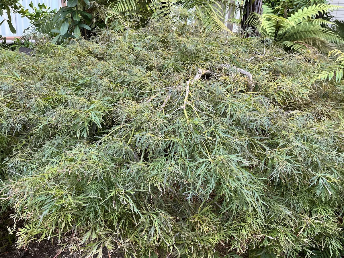 Japanese Maple (Acer palmatum), photograph