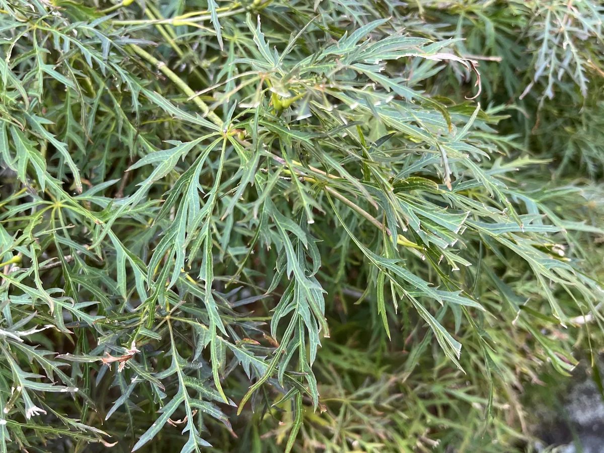 Japanese Maple (Acer palmatum), photograph