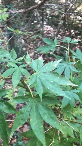 Photo: no rights reserved · cc0 · via iNaturalist Japanese Maple (Acer palmatum), photograph