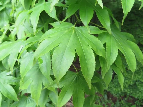 Photo: (c) Marco Mussita, some rights reserved · CC BY · via iNaturalist Japanese maple (Acer palmatum), photograph