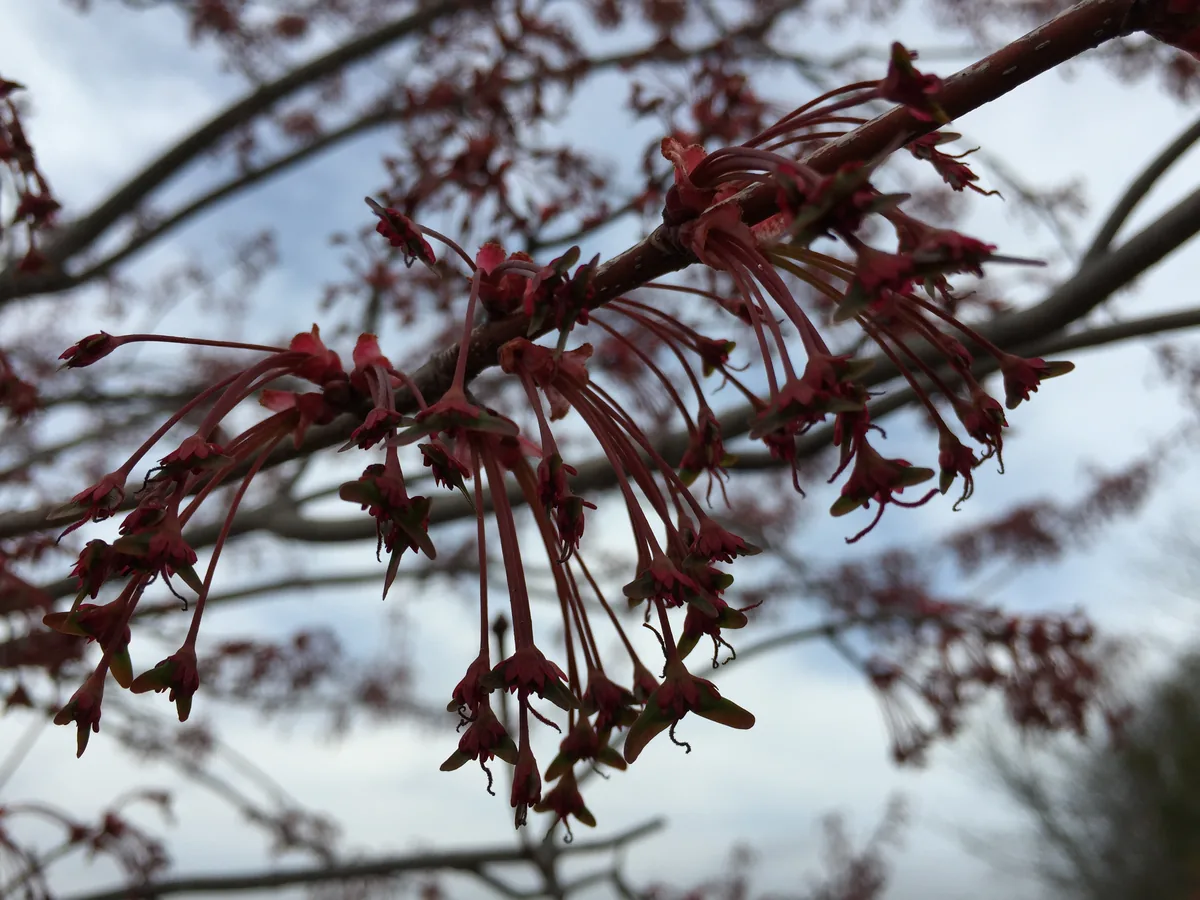 red maple (Acer rubrum), photograph