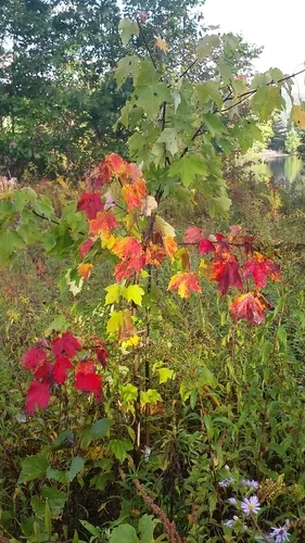 red maple (Acer rubrum), photograph