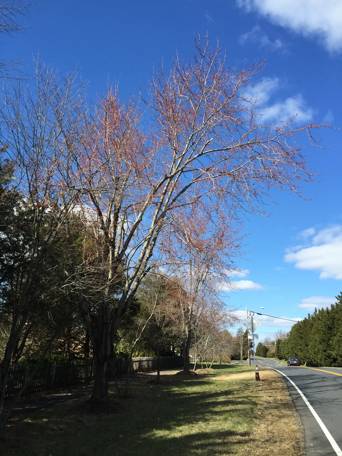 red maple (Acer rubrum), photograph