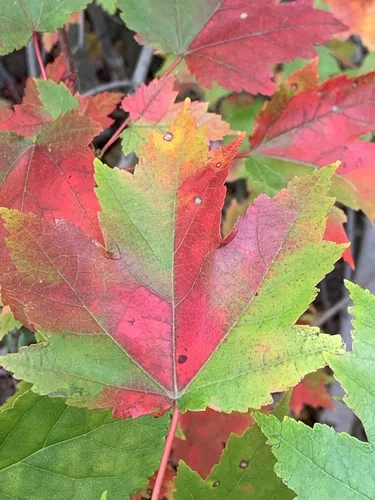 Red Maple, photograph