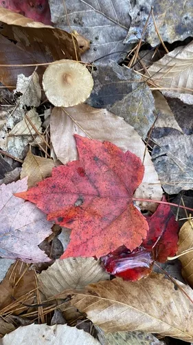 Photo: no rights reserved · cc0 · via iNaturalist red maple (Acer rubrum), photograph