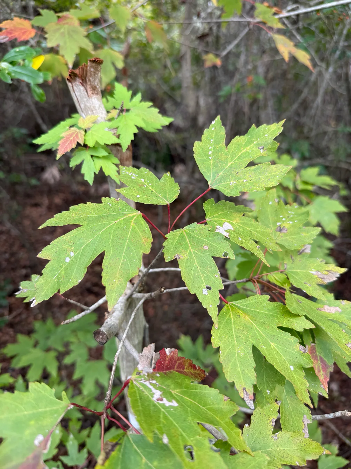 red maple (Acer rubrum), photograph