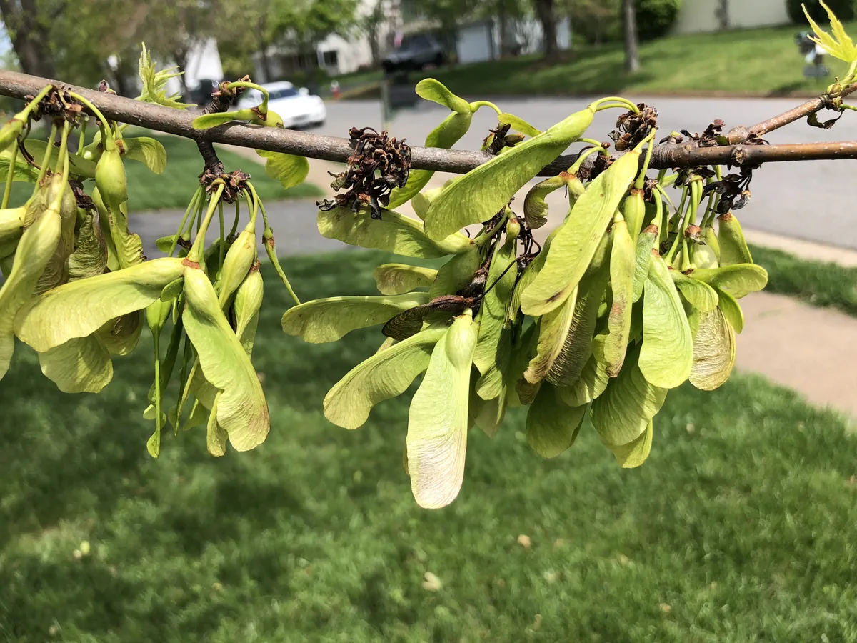 Silver Maple (Acer saccharinum), photograph