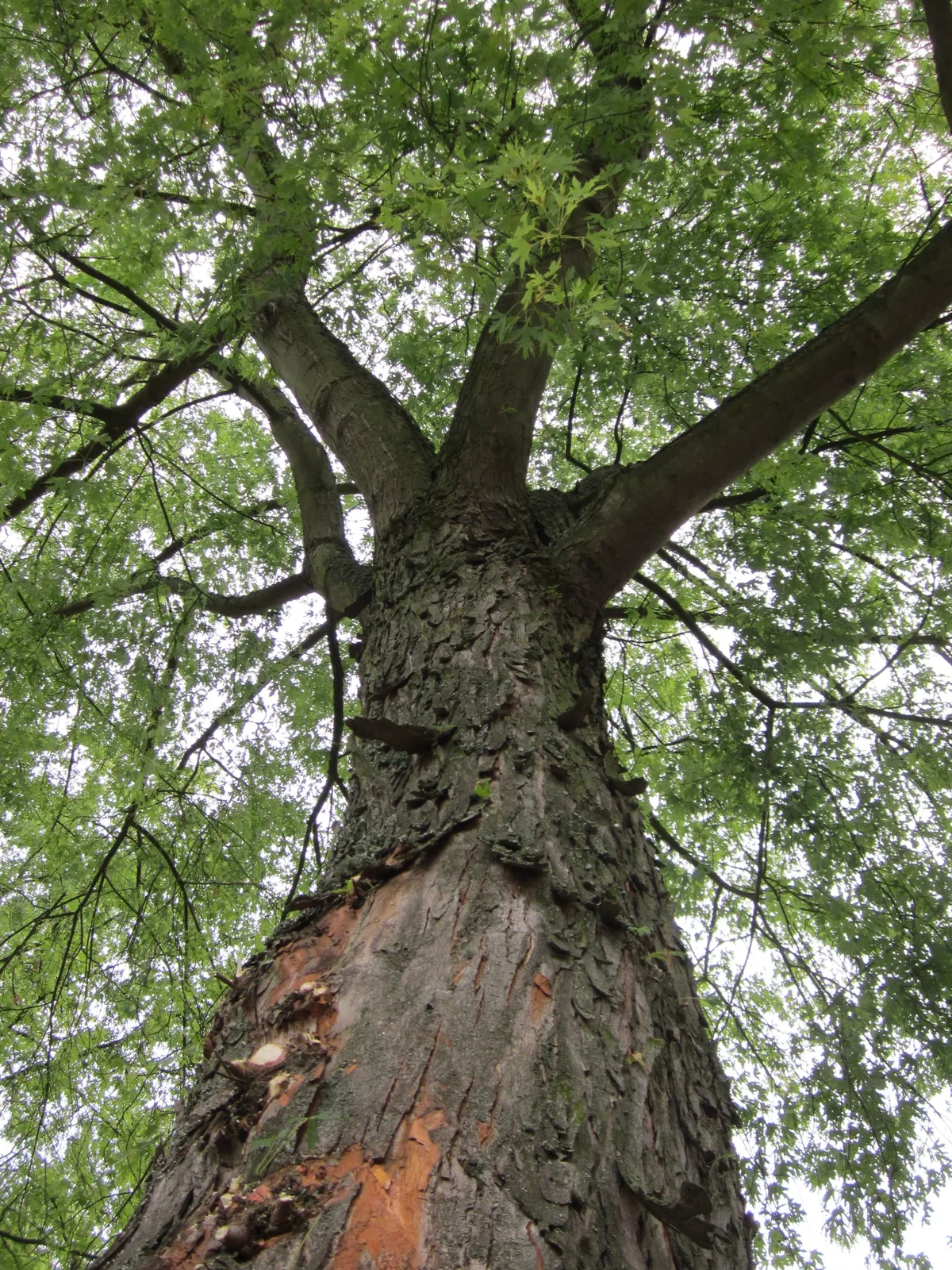Silver Maple (Acer saccharinum), photograph