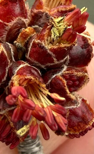 Silver Maple (Acer saccharinum), photograph