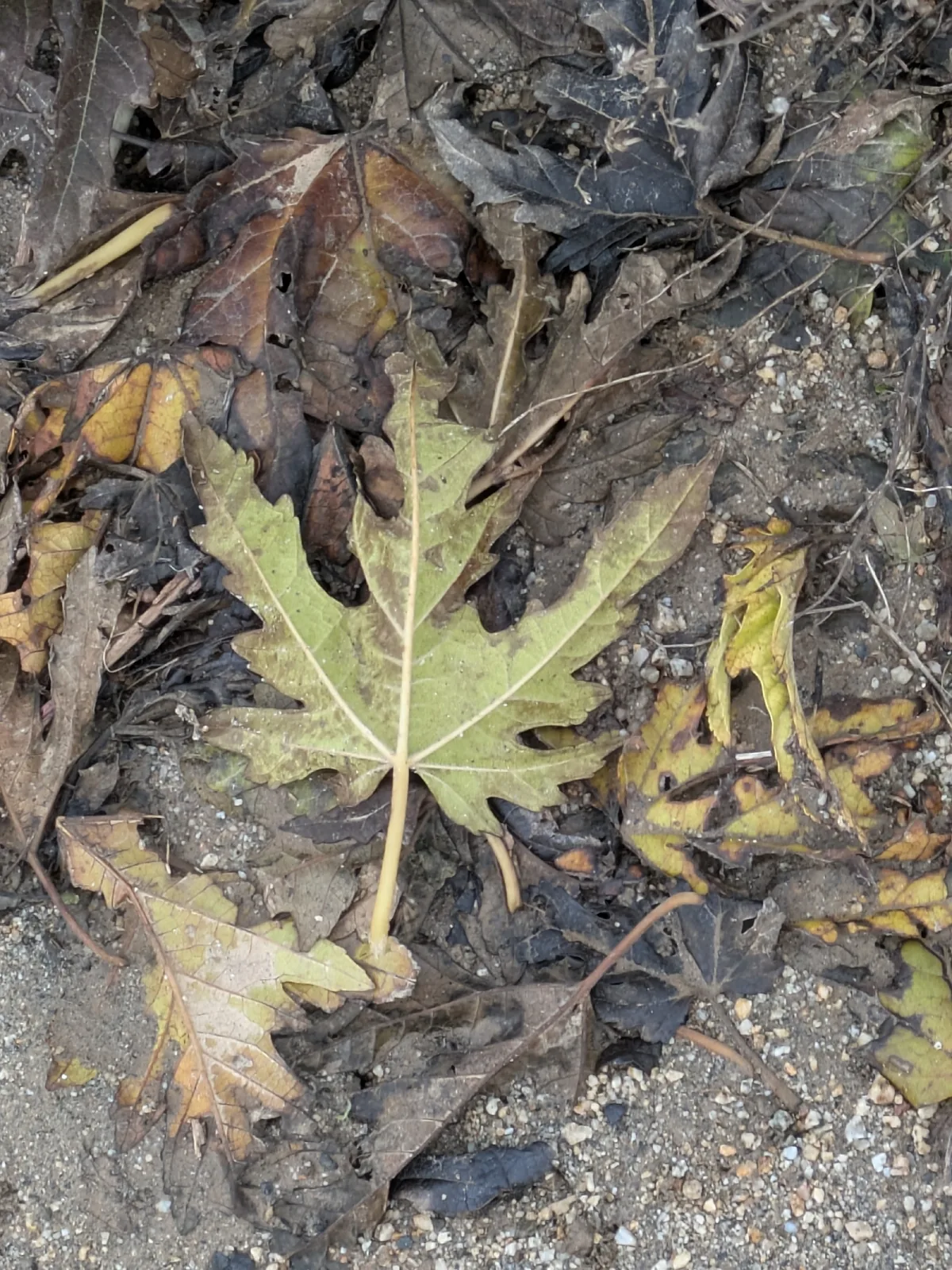 Silver Maple (Acer saccharinum), photograph