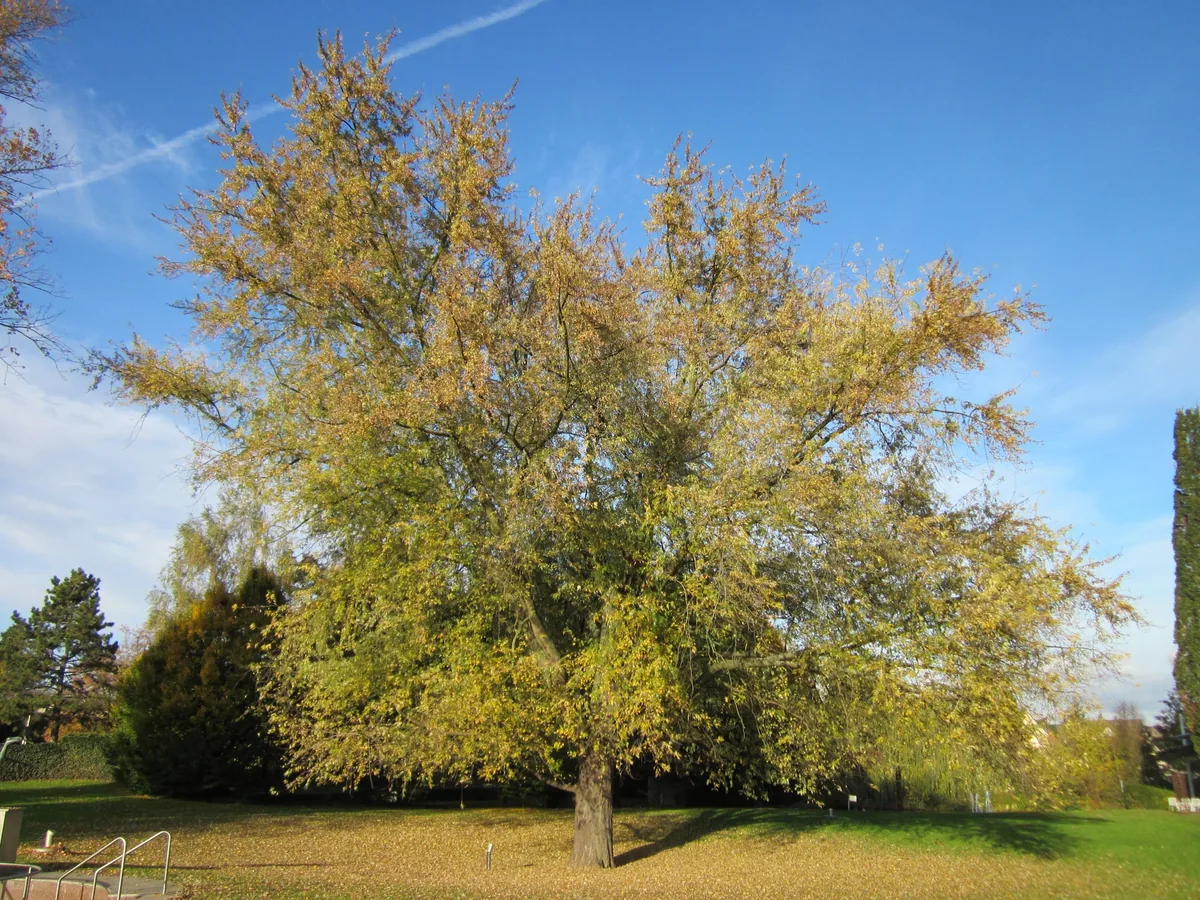 Photo: AnRo0002 · CC0 · via Wikimedia Commons silver maple (Acer saccharinum), photograph