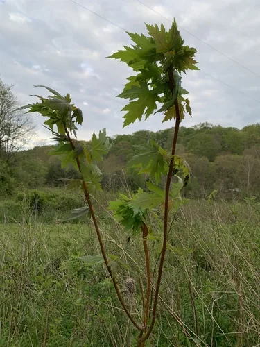 Photo: (c) Senna Bryce Robeson, some rights reserved (CC BY) · cc-by · via iNaturalist Silver Maple (Acer saccharinum), photograph