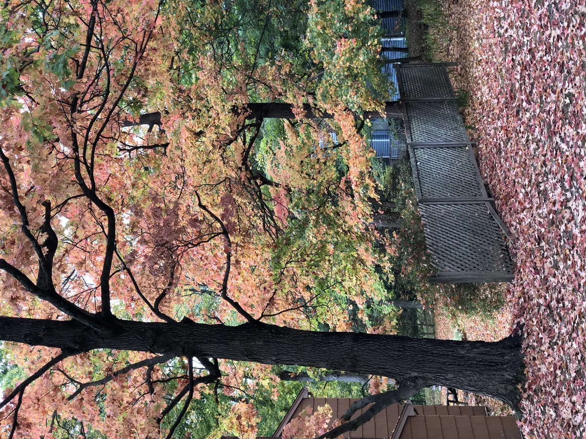 sugar maple (Acer saccharum), photograph