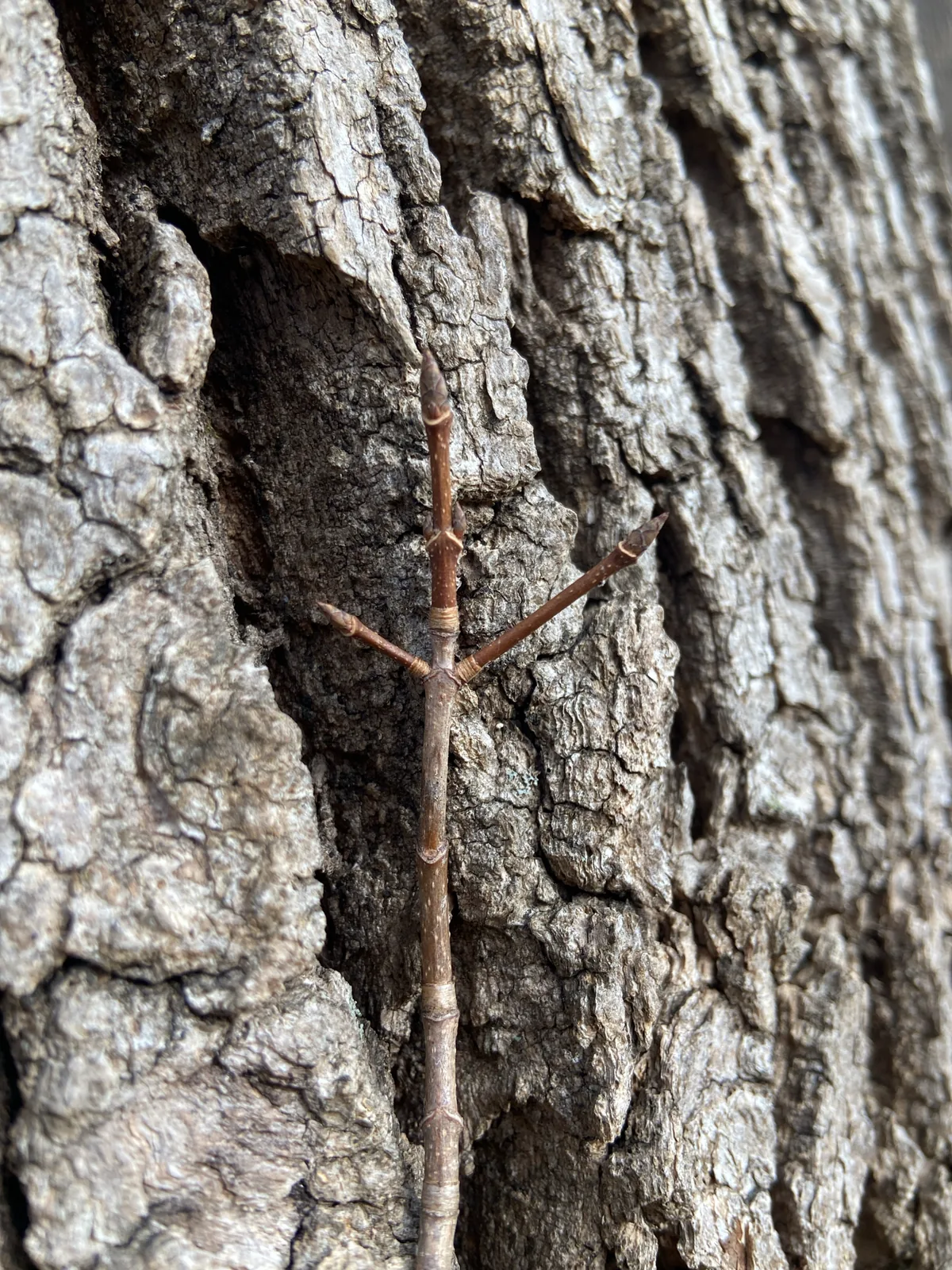 sugar maple (Acer saccharum), photograph