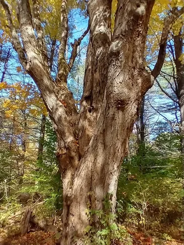 Photo: (c) Tom Norton, some rights reserved (CC BY) · cc-by · via iNaturalist sugar maple (Acer saccharum), photograph