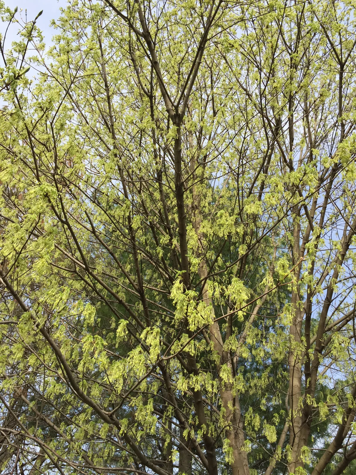 sugar maple (Acer saccharum), photograph