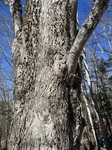 sugar maple (Acer saccharum), photograph