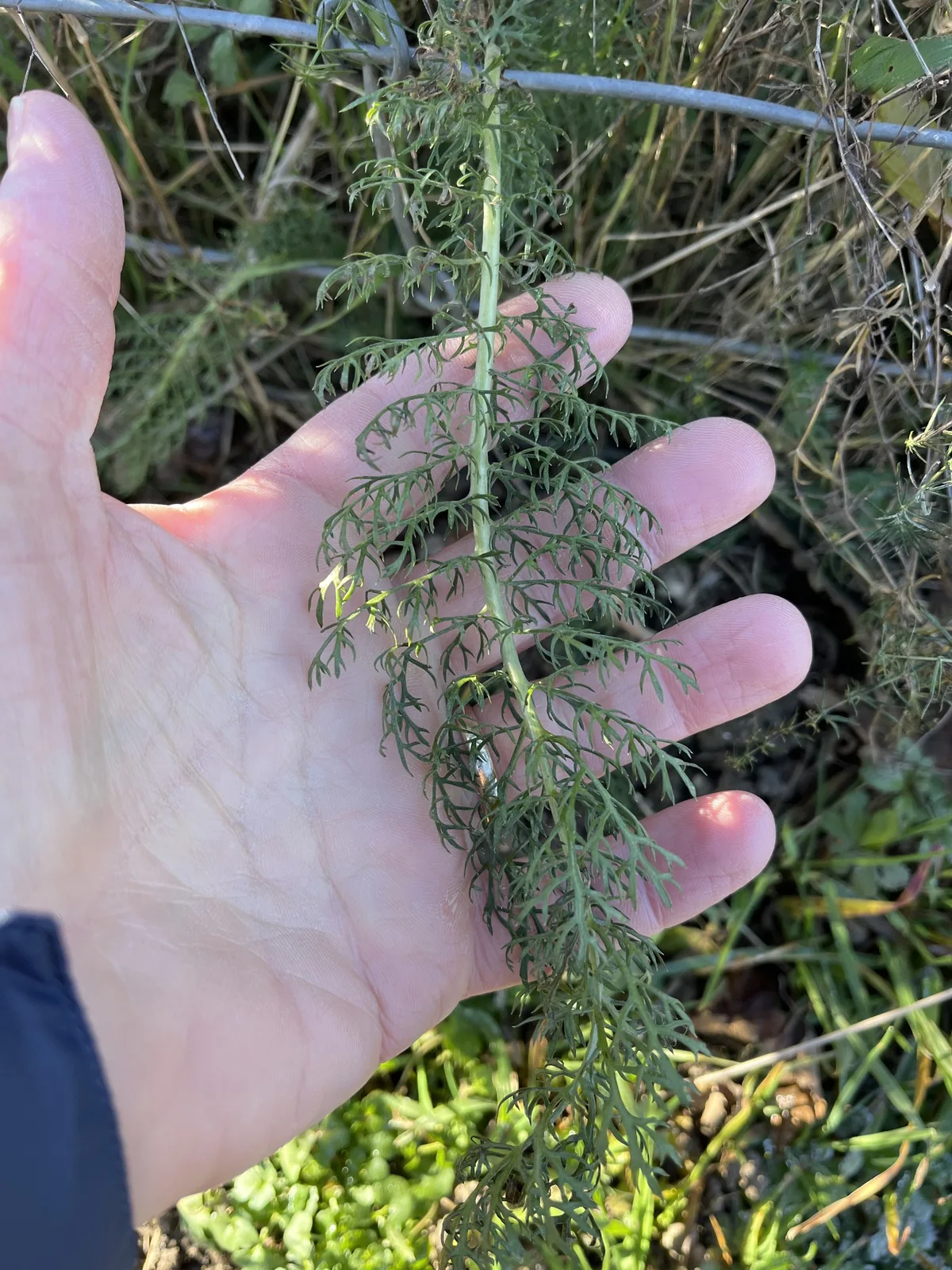 Yarrow (Achillea millefolium), photograph