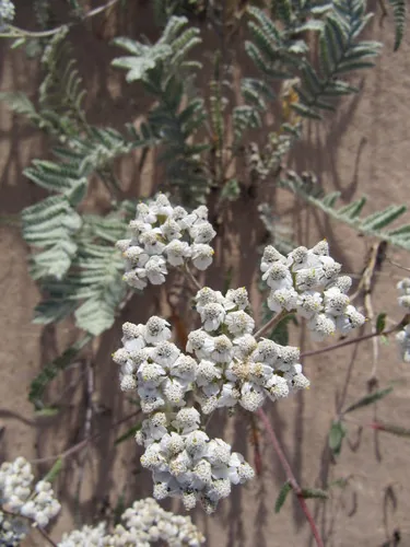 Yarrow (Achillea millefolium), photograph
