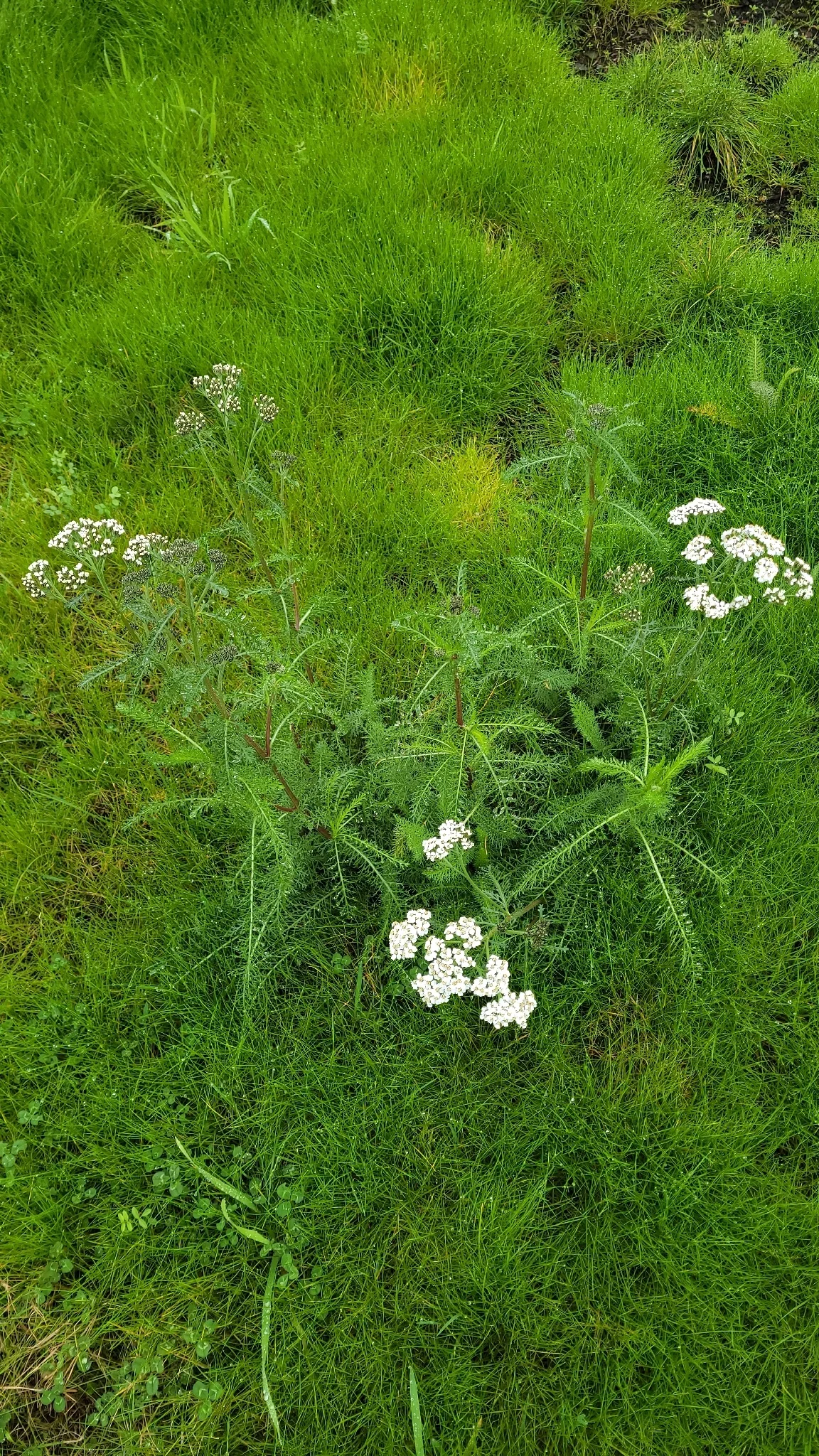 Yarrow (Achillea millefolium), photograph