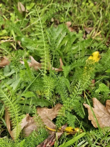 Yarrow (Achillea millefolium), photograph