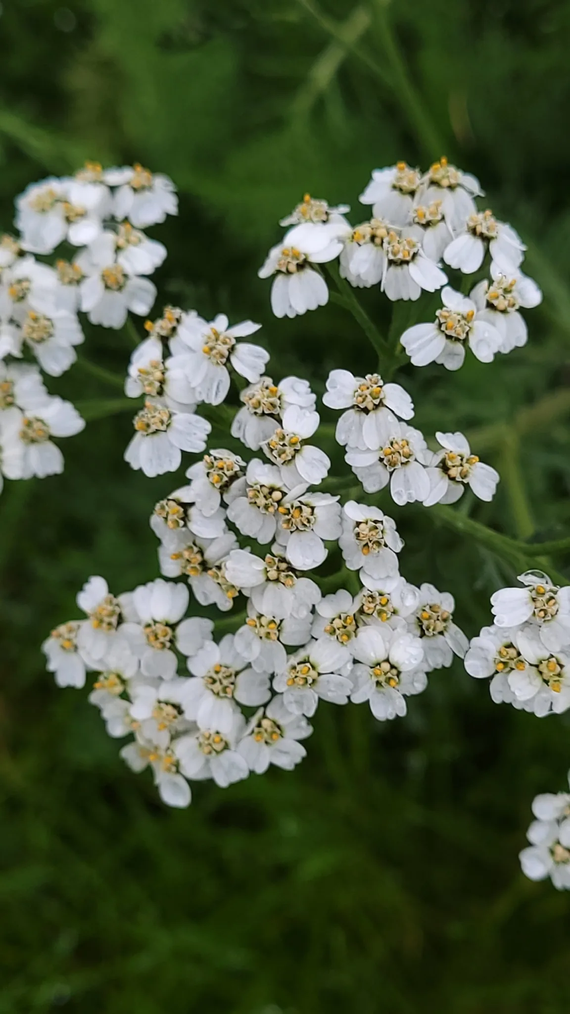 yarrow (Achillea millefolium), photograph