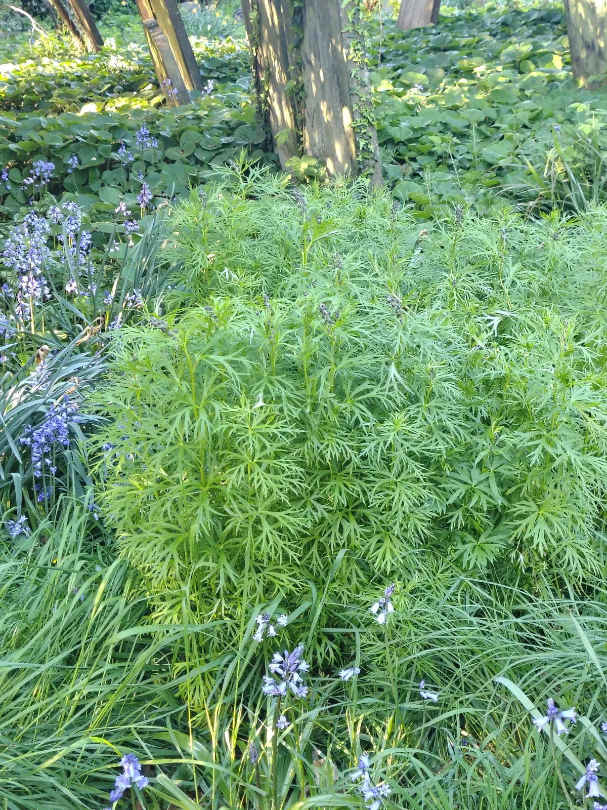monkshood (Aconitum napellus), photograph
