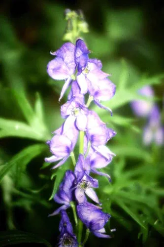 monkshood (Aconitum napellus), photograph