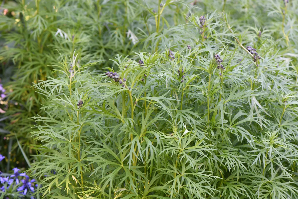 monkshood (Aconitum napellus), photograph