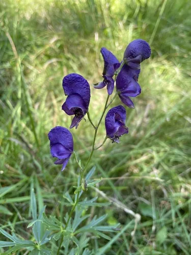 monkshood (Aconitum napellus), photograph