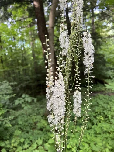 Bugbane (Actaea racemosa), photograph