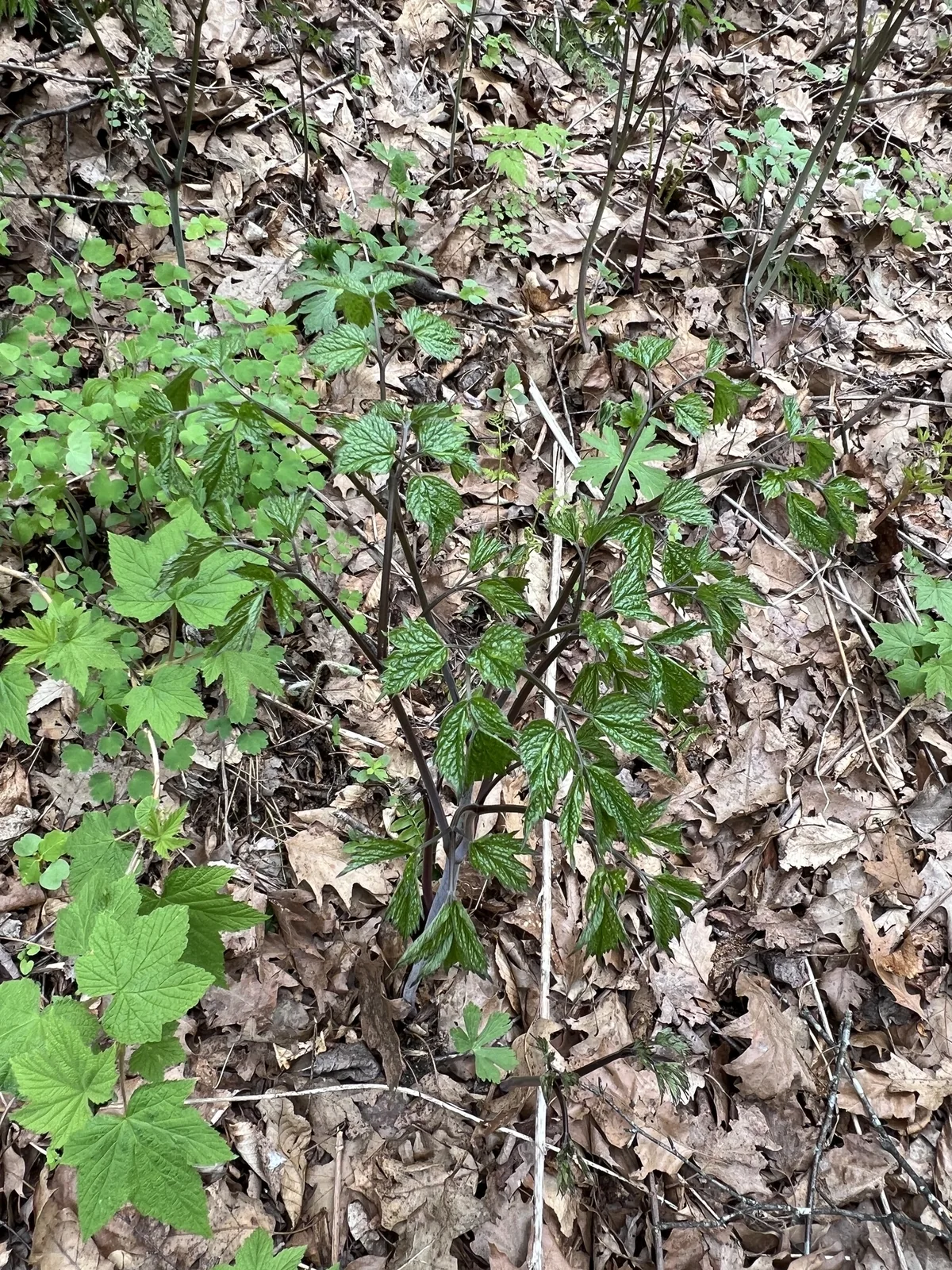Bugbane (Actaea racemosa), photograph