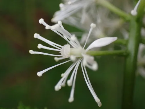 Bugbane (Actaea racemosa), photograph