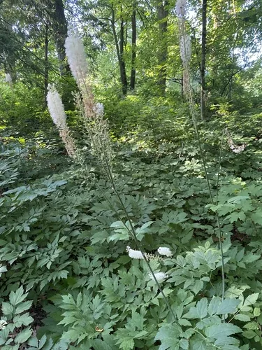 Photo: no rights reserved · cc0 · via iNaturalist Bugbane (Actaea racemosa), photograph