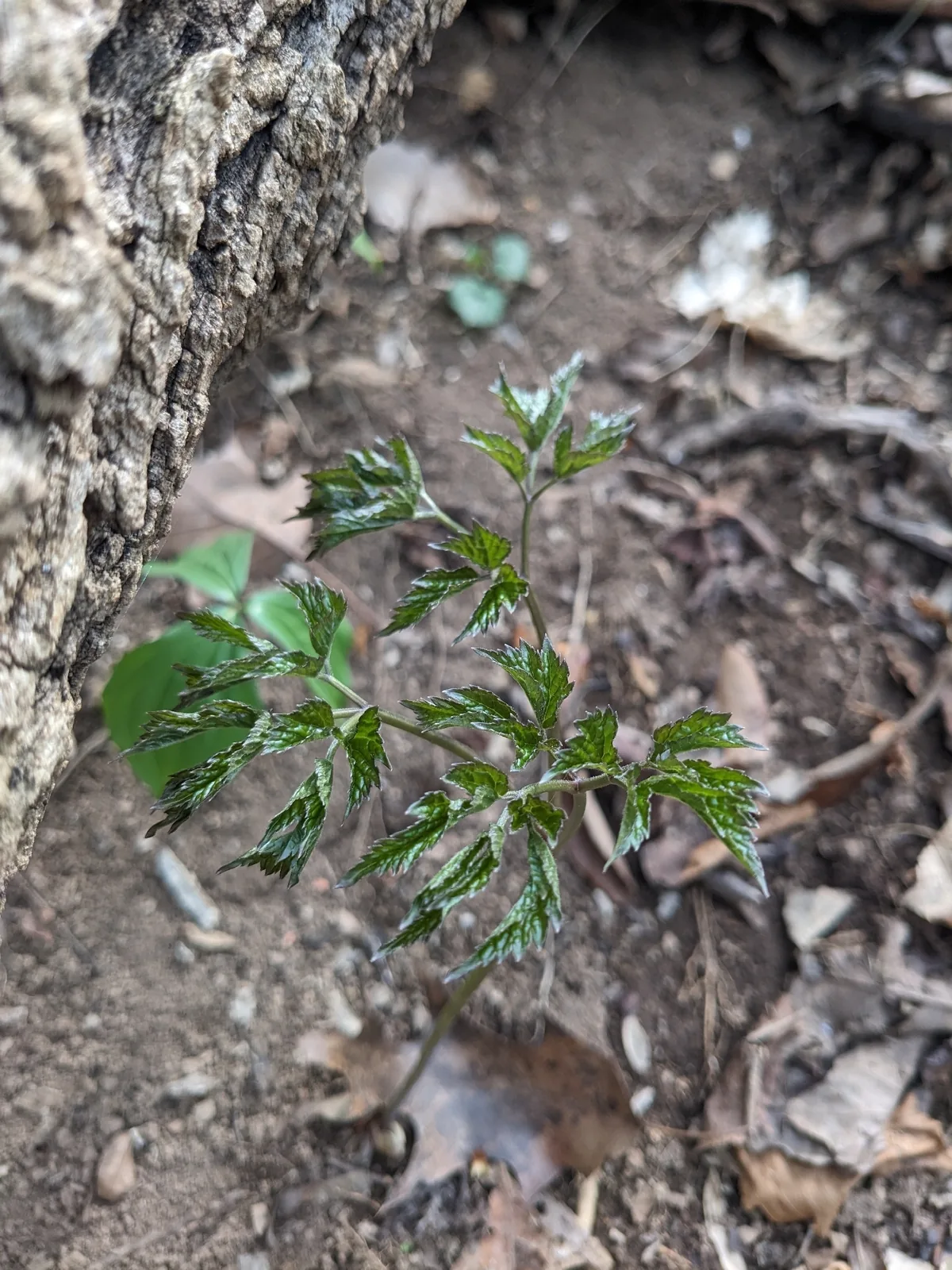 Bugbane (Actaea racemosa), photograph