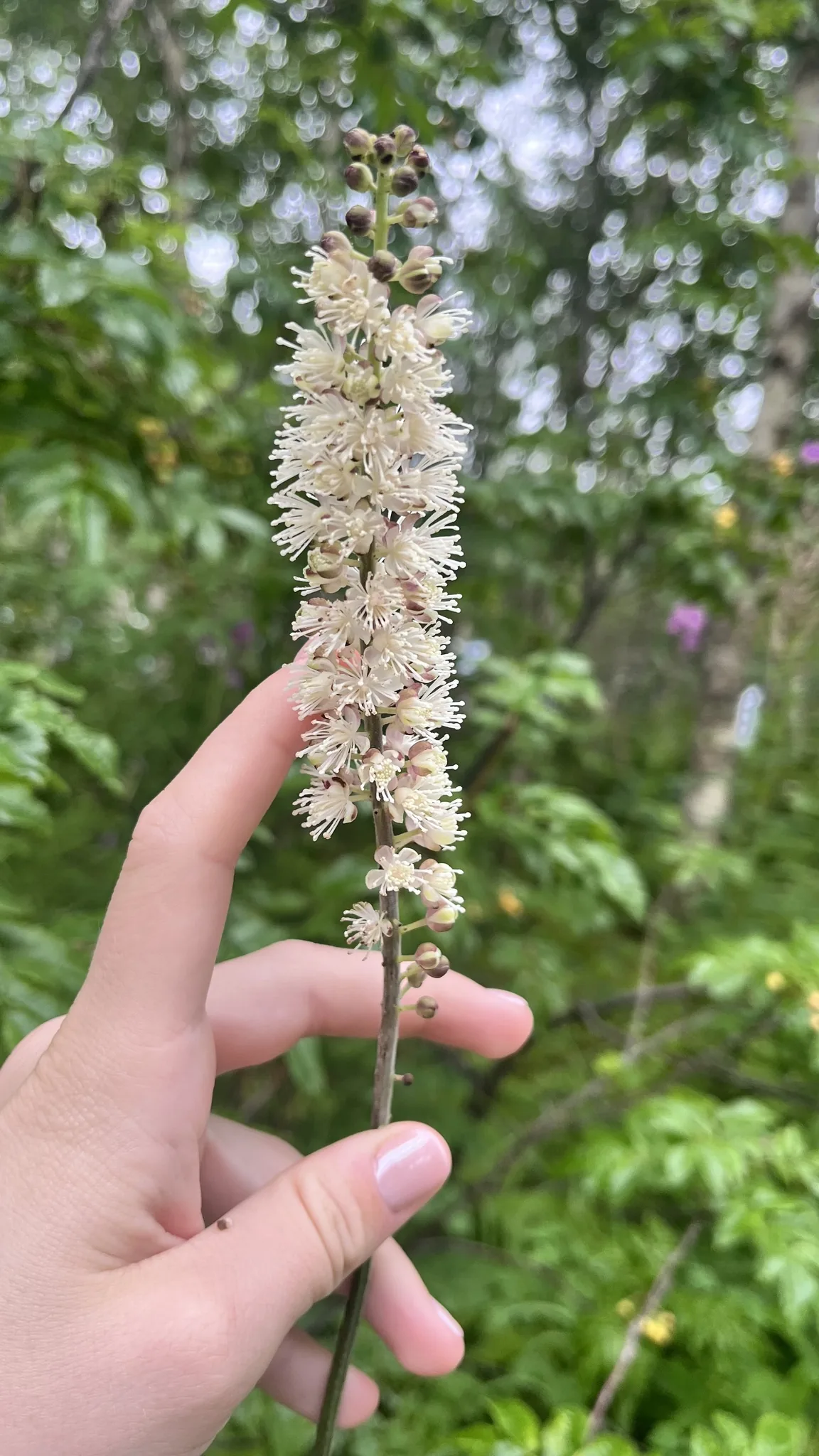 bugbane (simplex) (Actaea simplex), photograph