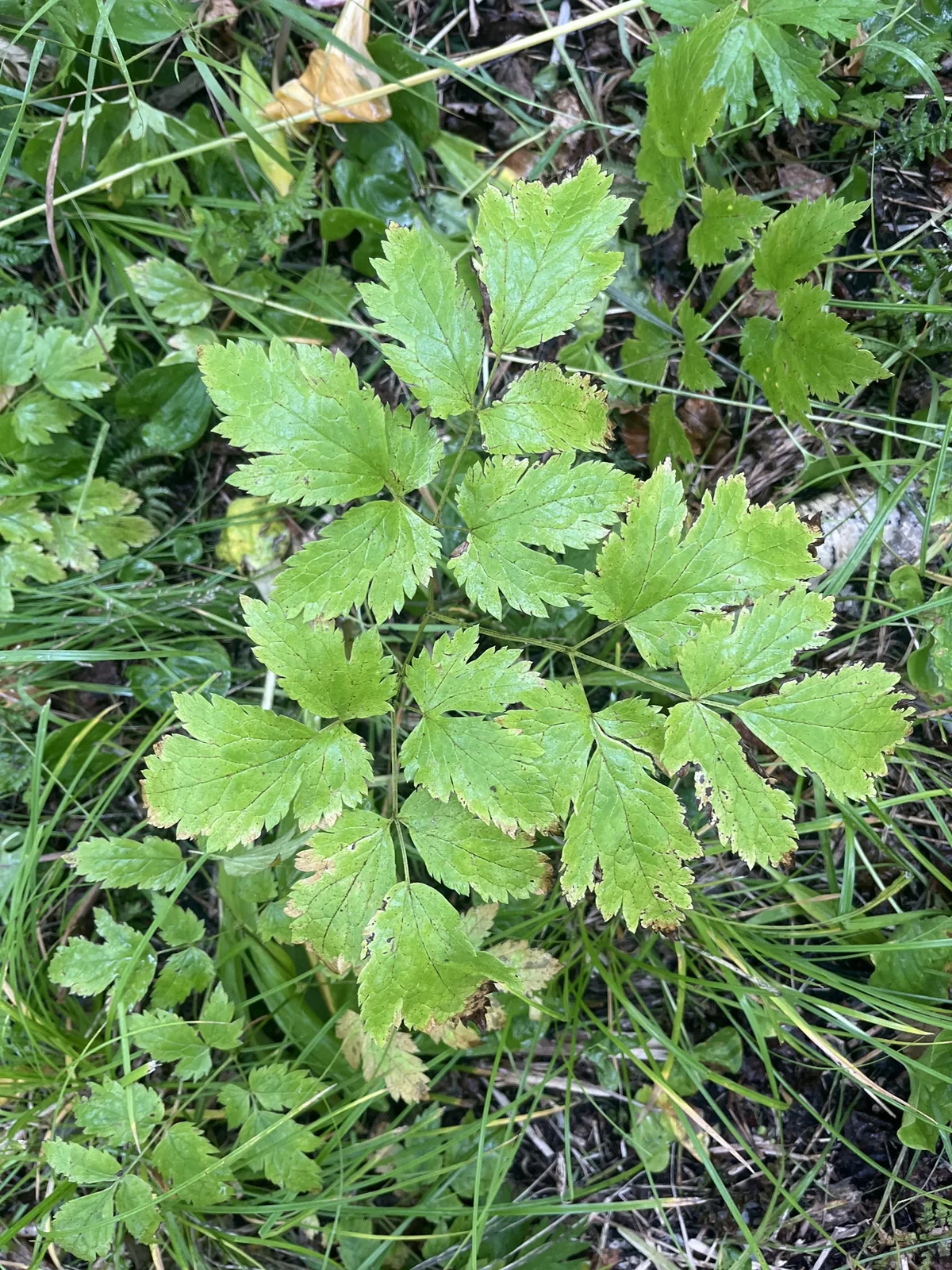 Bugbane Simplex (Actaea simplex), photograph