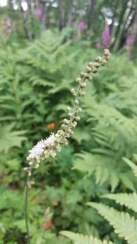 Bugbane Simplex (Actaea simplex), photograph
