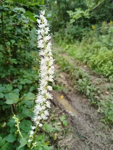 Bugbane Simplex (Actaea simplex), photograph
