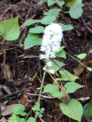 Bugbane Simplex (Actaea simplex), photograph